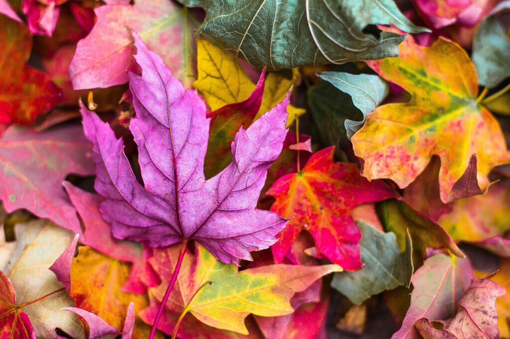Farebné jesenné listy stromov