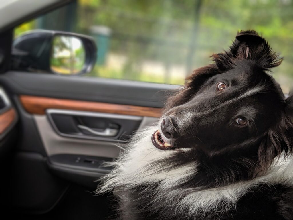 Psí priateľ sedí na sedadle vodiča auta a je pripravený vyraziť na dovolenku